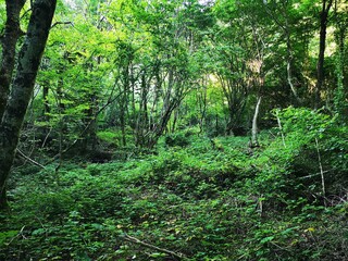 footpath in the forest
