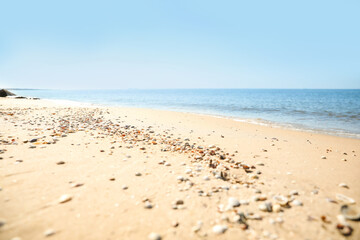 Beautiful shells on sandy beach near sea, closeup