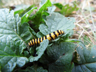Chenille (1)