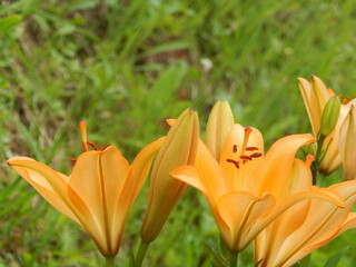 Photo Wallpaper background with orange Lily flowers in green leaves.