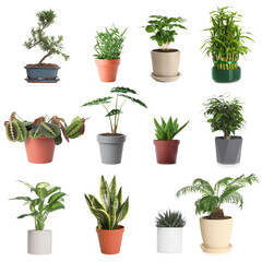 Set of different houseplants in flower pots on white background
