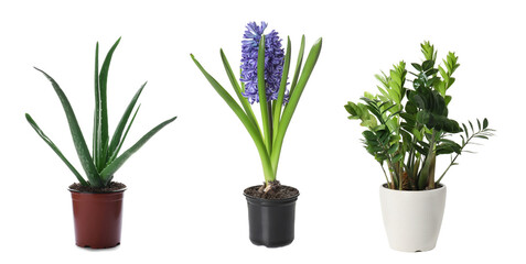 Set of different plants in flower pots on white background. Banner design