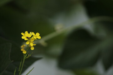 Mustard flower, yellow flower and bee 