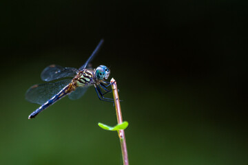 Dragonfly with Green Leaf