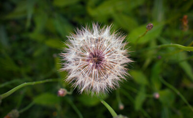Close up of dandelion plant