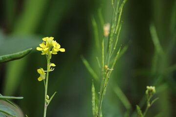 Mustard flower, yellow flower and bee 