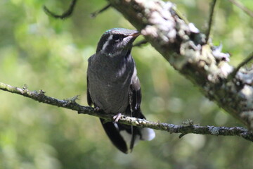 Colibrí en el bosque (hummingbird in the forest)