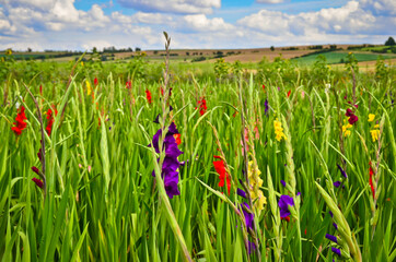 A big field of many gladiolus in different colours in german landscape