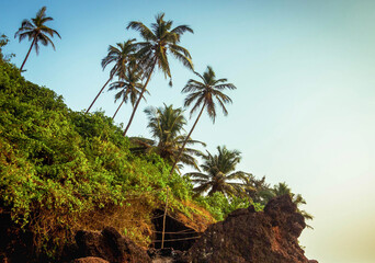Picutre of a few coconut and palm trees on a slope hill in Goa, India
