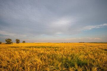 View of a ripening barley filed in Alberta in the dusk. 
