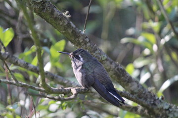 Colibrí en el bosque (hummingbird in the forest)