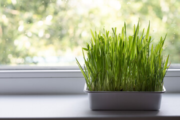 Green cat grass in plastic casserole on the windowsill