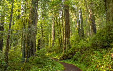 A trail threough a redwood forest near Mendocino, CA