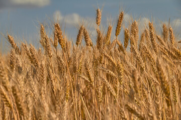 Wheat ears under a cloudy sky