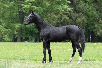 Beautiful black horse stands on natural summer background, profile side view, exterior	