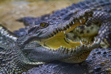 Closeup portrait of a crocodile with an open mouth
