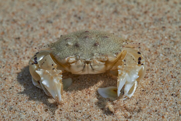 Crab on wet sea sand