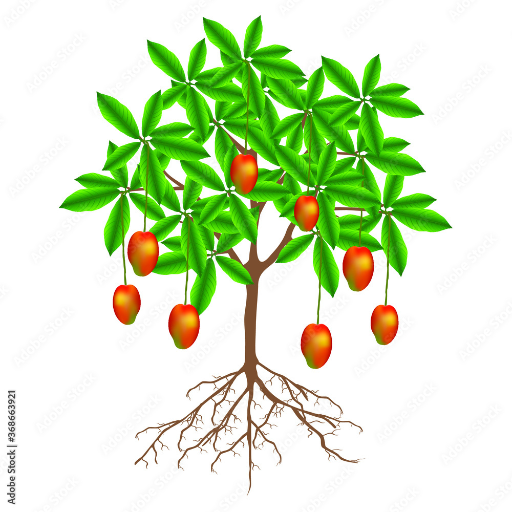 Canvas Prints a mango tree with fruits on a white background.