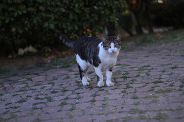 Cat walking