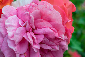 Pink blooming wild roses in garden closeup, selective focus