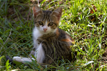 Naklejka na ściany i meble The kitten is sitting on the grass