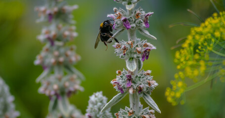 Bumblebee collecting nectar from violet flowers growing on summer meadow. Insect in flight with slightly blurred wings due to movement