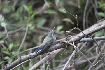 Colibrí en el bosque (hummingbird in the forest)