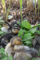 the ducklings got tired of the heat and had a siesta