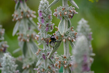 Bumblebee collecting nectar from violet flowers growing on summer meadow. Insect in flight with slightly blurred wings due to movement