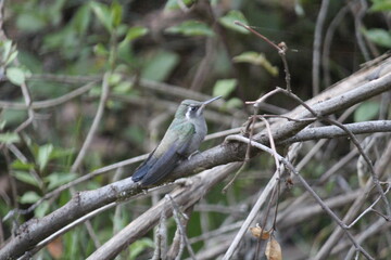 Colibrí en el bosque (hummingbird in the forest)