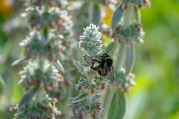 Bumblebee collecting nectar from violet flowers growing on summer meadow. Insect in flight with slightly blurred wings due to movement