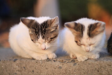 Two white small kittens sleeping