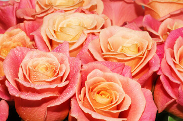 pink natural roses background