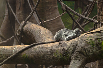 EBONY LANGUR taking a great afternoon nap