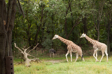 giraffe in the zoo doing synchronized walk