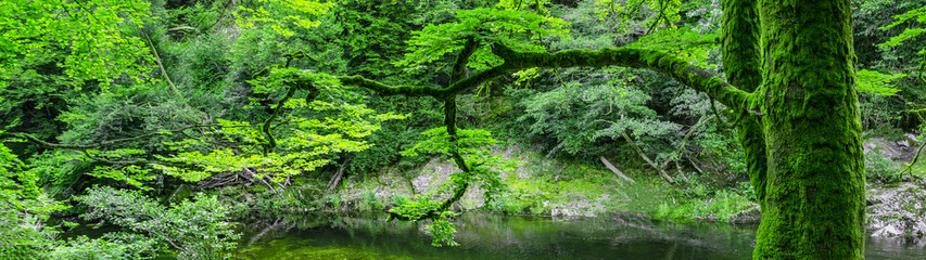 Fototapeta na wymiar Landschaft Panorama von grünem saftigen Baum mit Moos im Wald an der Murg im Murgtal in Deutschland