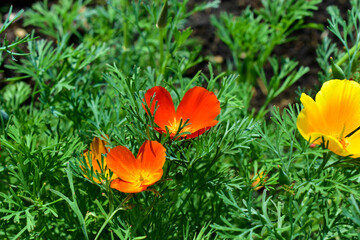 Beautiful red orange and purple flowers California poppies