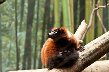 RED RUFFED LEMUR exploring over the tree