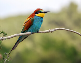 PAJARO ABEJARUCO SOBRE RAMA CON FONDO VERDE. MEROPS APIASTER