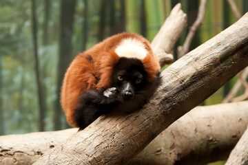 Obraz premium RED RUFFED LEMUR resting at tree trunk