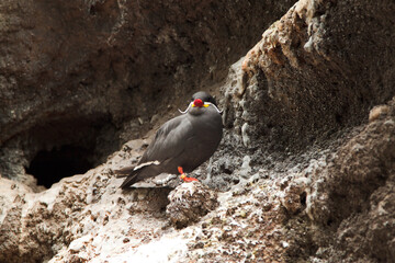 inca tern standing  on a rock