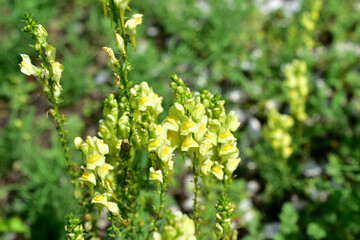 Beautiful yellow flowers of the common toadflax Snapdragon
