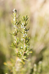 Florecer de la primavera