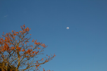 Galhos delicados e floridos de uma árvore chamada Mulungú e com lua em céu azul ao fundo.
