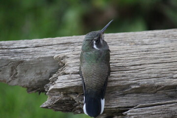 Colibrí en el bosque (hummingbird in the forest)
