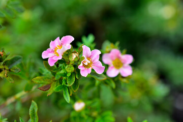Very beautiful pink flowers of the Potentilla shrub