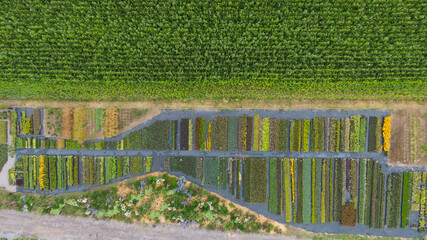 Abstract landscape, Aerial view of colorful fields. Pattern of flowers field