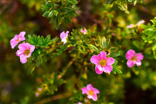 Very beautiful pink flowers of the Potentilla shrub