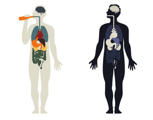 Vector outline of human body with organs