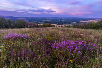 Obraz premium Wild Marjoram and purple skies at sunset on Bepton Down South Downs West Sussex south east England